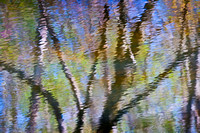 Spring Reflections