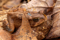 A Well Disguised Toad