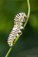 Eastern Black Swallowtail caterpillar