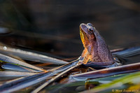 Spring Peeper a Courting