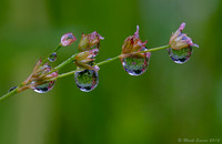 Raindrops on Reed
