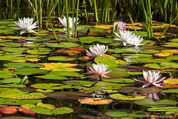 Wild water lilies