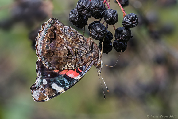 Red Admiral on berries