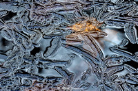 Ice, water and leaves #1