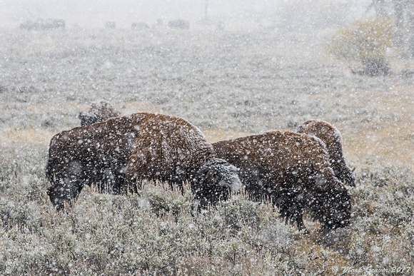 Bison in Snow Squall