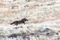 Coyote chasing an Elk