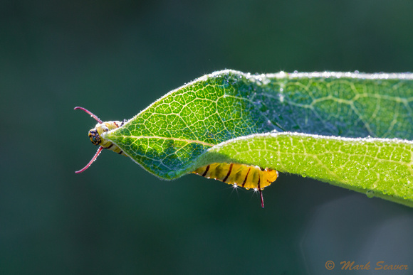 Monarch Caterpillar's morning munch