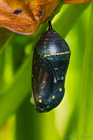 Monarch about to hatch