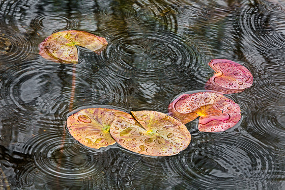 Water lilies in the rain