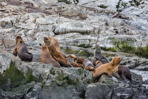South American Fur Seals