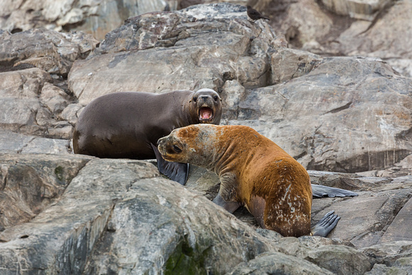 Fur Seal discussion