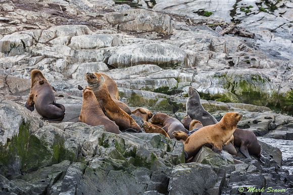 South American Fur Seals #2