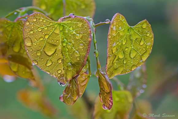 Wet Redbud leaves #1