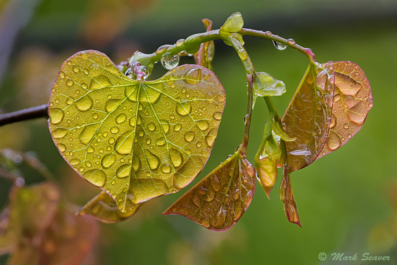 Wet Redbud leaves #2