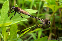 Mating Red-footed Cannibalflies