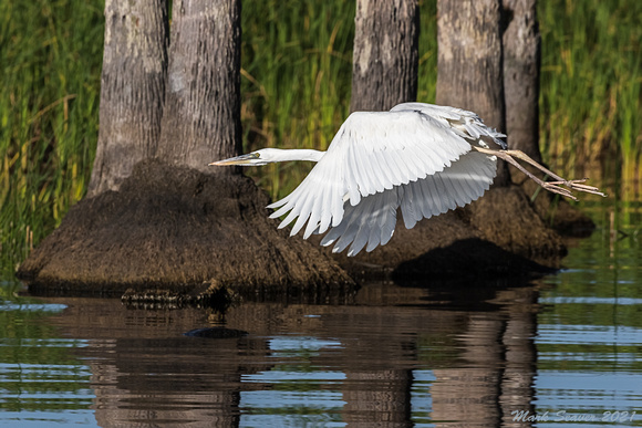 White morph, Great Blue Heron in flight