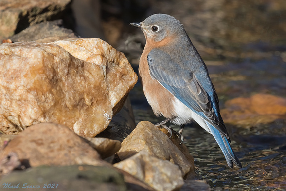 Bluebird at stream edge