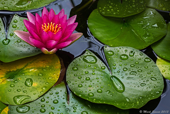 A Wet Lily Bloom