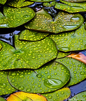 Wet Lily Pads